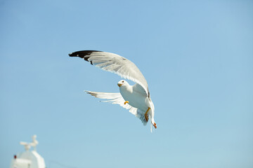 Seagull flying in the sky