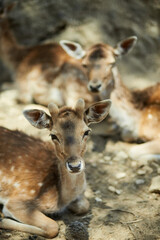 Deers resting in the summer forest