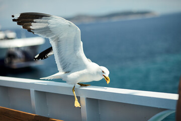 Seagulls sit on the ferry and flap their wings