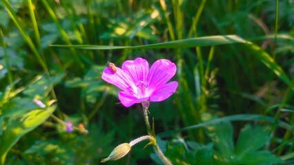 Fototapeta premium purple crocus flower