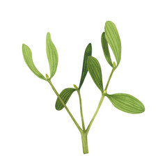 Mistletoe branch isolated on white background. Watercolor hand drawn Christmas illustration. Art for design