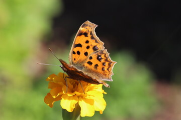 秋の日本の庭に咲く黄色いマリーゴールドの花の蜜を吸うキタテハ