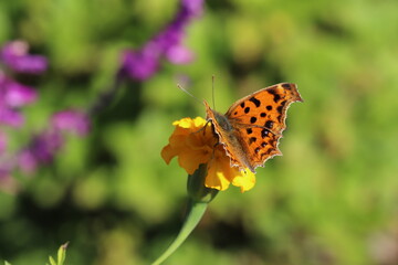 秋の日本の庭に咲く黄色いマリーゴールドの花の蜜を吸うキタテハ