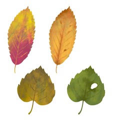 紅葉　秋　枯葉　落ち葉