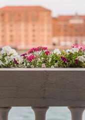 Fototapeta na wymiar colorful petunia flowers on balcony and sea on the background 