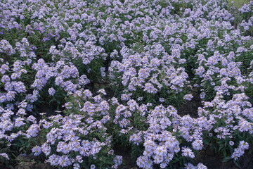 Obraz premium Flowerbed with pale violet Michaelmas daisies in mid October