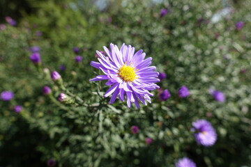Single violet flower of Michaelmas daisies in September