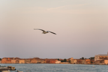 Fototapeta na wymiar seagull gliding with sunset sky and Venice, Italy on background 