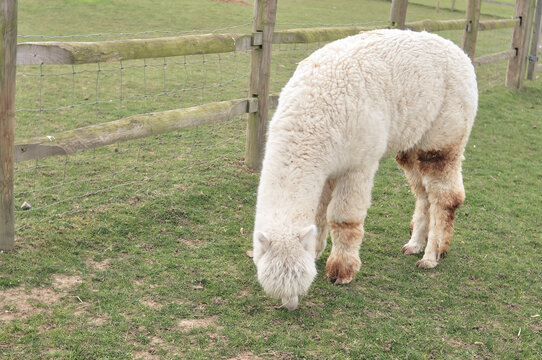 White curly lama grazing on the farm in spring . High quality photo