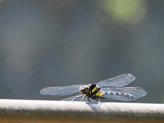 dragonfly on a leaf
