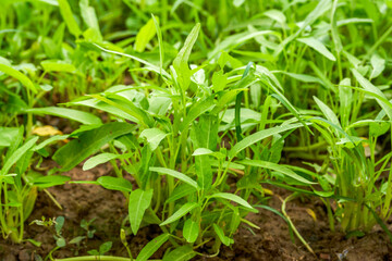 Fresh water spinach grown in farmland
