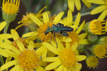 A thick-legged flower beetle (Oedemera nobilis) foraging on  ragwort