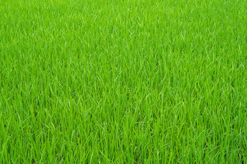 Field path in lush green rice fields
