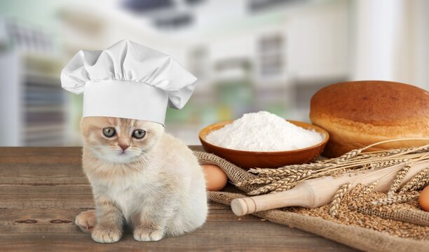 A cat in chef hat with bread ingredient. Pet cooking at home.