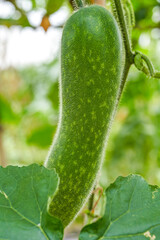 Close-up of zucchini and winter squash grown in melon stand in farmland