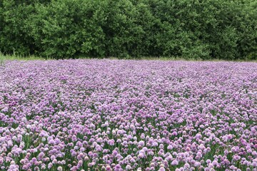 Flowering onion field in Denmark