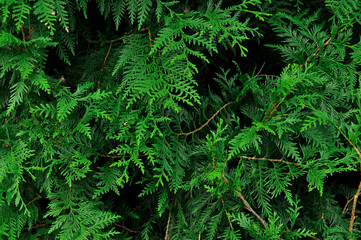 Evergreen pine tree natural wallpaper and background copy space. High quality photo