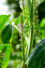 Obraz premium Cluster beans or gawar phali(guar) flowers plant in field,cyamopsis tetragonoloba