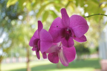 A beautiful purple orchid flower that is perfect for giving as a souvenir.