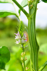 Obraz premium Cluster beans or gawar phali(guar) flowers plant in field,cyamopsis tetragonoloba