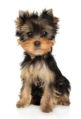 Yorkshire terrier puppy on a white background - 513689538