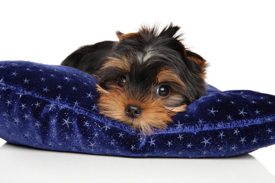 Yorkshire terrier puppy is lying on a blue pillow