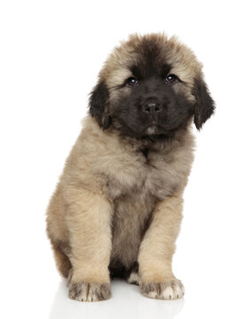 Caucasian shepherd puppy sits on a white background