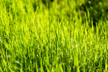 Green grass in summer sunlit walk in the forest vacation