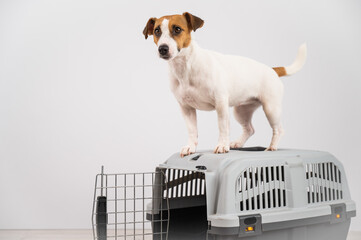 Jack Russell Terrier dog stands on a travel box.