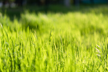 Green grass in summer sunlit walk in the forest vacation