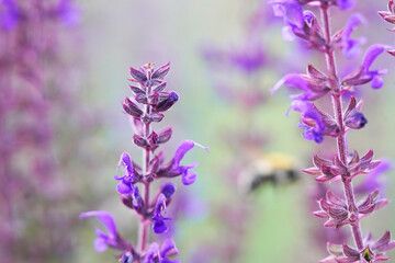 Obraz premium Wood sage flower close-up. Salvia nemorosa. 