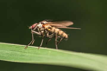 Macro shot of a Hylemya - A genus of root maggot flies - sitting on a green grass leaf