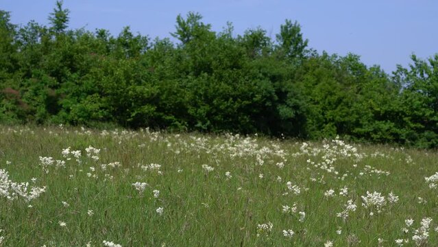 Dropwort in natural environment, field (Filipendula vulgaris) - (4K)