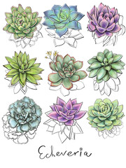 illustration collection logo icon nerd beauty design colored succulents name echeveria different types lettering on white background