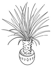 sketch minimalism outline home plant in a pot palm tree yucca beak on a white background black line