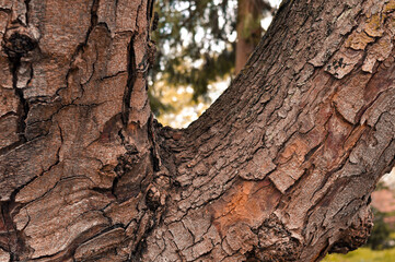 Close up of brown textured Tree trunk background . High quality photo