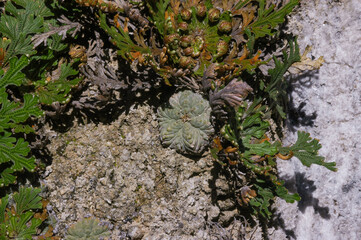 Aztekium ritteri