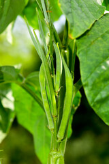 Cluster beans or gawar phali(guar) plant in field,cyamopsis tetragonoloba