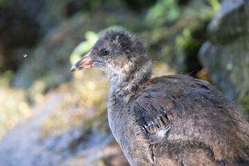red winged blackbird