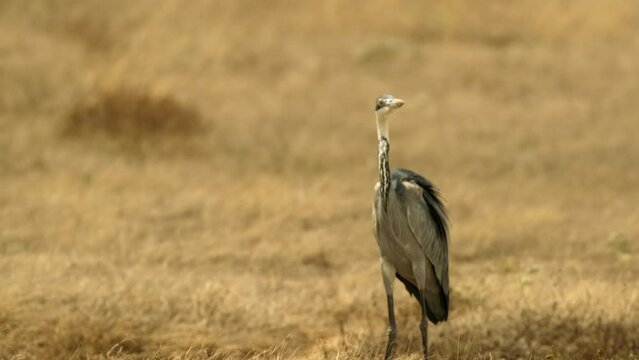 A black-headed heron stands in a desert plain and is blown by a light breeze from the African savannah in the Serengeti National Park, Tanzania.