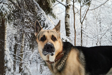 Dog German Shepherd outdoors in the forest in a winter day. Russian guard dog Eastern European Shepherd in nature on the snow and white trees covered snow