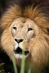 portrait of a lion