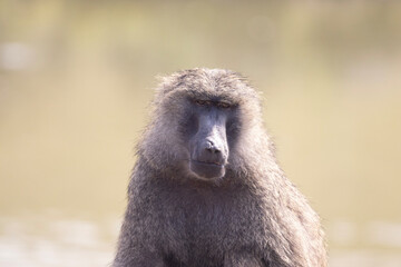 portrait of baboon