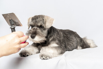 Home dog grooming. A hand holding a comb for caring for the animal's fur. A miniature Schnauzer dog lying on a table waiting for a haircut, combing. - obrazy, fototapety, plakaty
