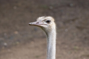 ostrich head close up