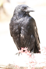 crow on the ground