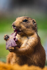 prairie dog eating