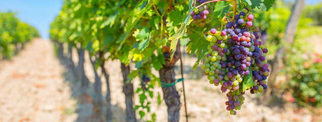A bunch of grapes close up. Vineyards of Italy grape and winery on a sunny day. Harvesting for...