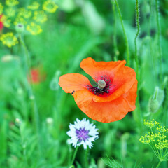 Fototapeta premium Red poppy flower on the garden bed