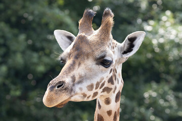 portrait of a giraffe